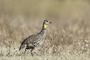 Yellow-necked Francolin - Geelkeelfrankolijn