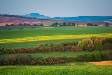 Fototapeta na wymiar Moravian fields near Sardice, Hodonin, Czech Republic