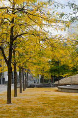 Golden trees on Brussels street at autumn time