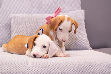 Cute puppies with bow tie