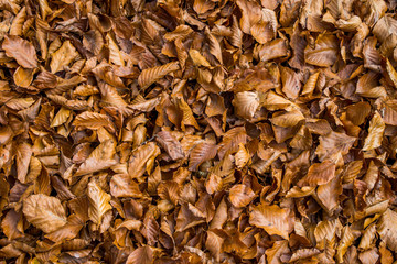 Colorful autumn leaves on the ground in the forest