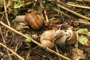 Weinbergschnecken, zwei plus eine