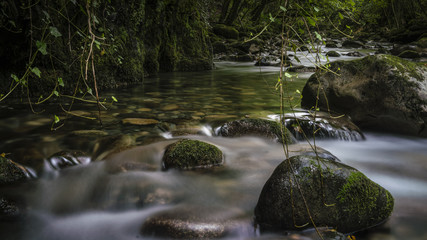 FOR THE LOVE OF MOSS, FERNS AND CLEAR WATER