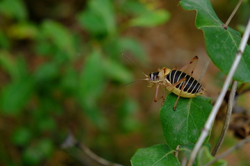 Ephippigère provençale en occitanie