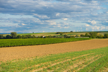 abgeerntete Felder im Spätsommer bei blauem Himmel in Rheinhessen 