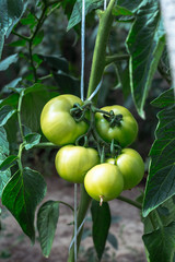 Unripe tomatoes in homemade greenhouse.