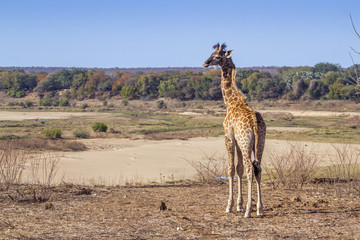 Giraffe in Kruger National park, South Africa