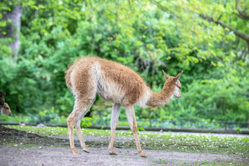 Vicuna (Vicugna, vicugna) in a Zoo, Berlin