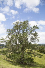 Natural pine tree of New Zealand