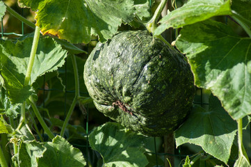closeup  of green pumpkin in a green house