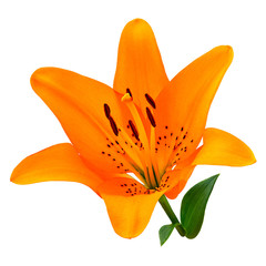 flower orange lily isolated on white background. Close-up. Flower bud on a green stem with leaves. Nature.