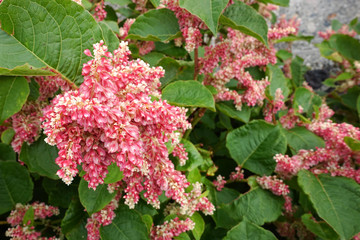 Japanese flower in garden.