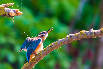 Comman Kingfisher shakes water off as it perches on branch