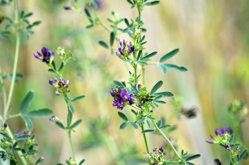 Flowering alfalfa seedlings