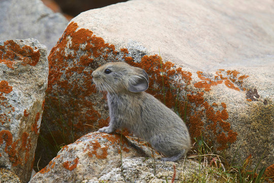 Large eared Pika, Ochotona macrotis, Khardung village, Jammu and Kashmir