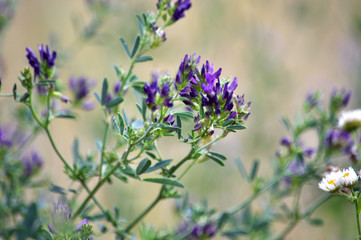 Flowering alfalfa seedlings