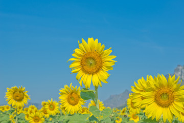 Sunflower field and blue sky