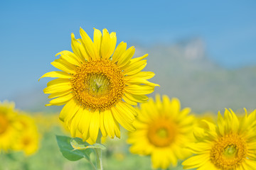 Closed up sunflower 