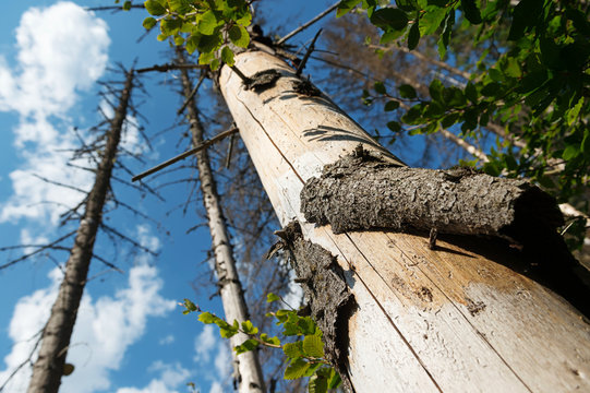 Closeup of a pine log devastated by Bark beetle