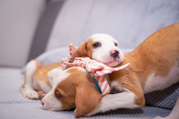 Cute puppies with bow tie