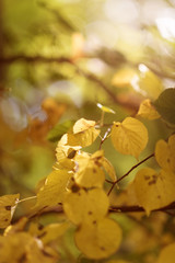 yellow leaves on branches. Autumn