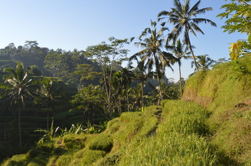 Fototapeta na wymiar Tegalalang Reisterrassen Reisfelder Bali, Indonesien, Ubud