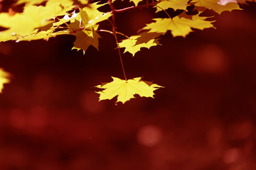 yellow marple leaves on a red background