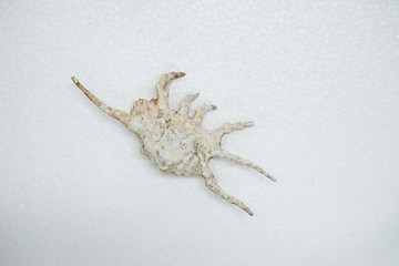 Gastropod shell isolated