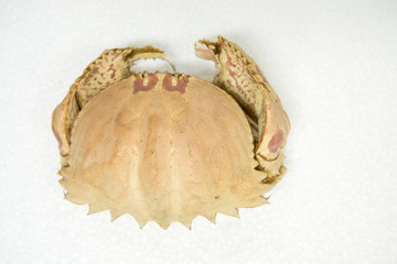 Blue swimming crab structure