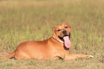 Strong and beautiful American staffordshire terrier portrait