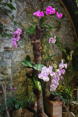 Beautiful orchid branch on abstract blurred background