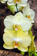 Beautiful pink orchid branch variety Phalaenopsis Sanderiana