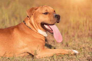 Strong and beautiful American staffordshire terrier portrait