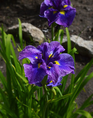 Лиловые ирисы сорта Freklide Geisha крупным планом.
