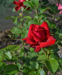 Ярко-красная роза в саду.