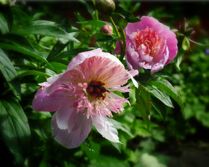 Розовые пионы в каплях дождя.