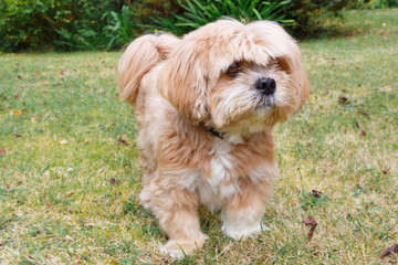 Chien Lhassa Apso dans un jardin