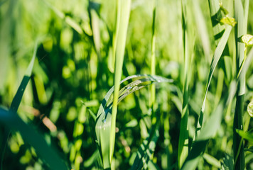 Tall green grass with dew drops in the field. Summer spring meadow landscape on a sunny day. Nature eco friendly wallpaper photo.