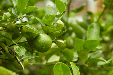 Limes on tree, close-up