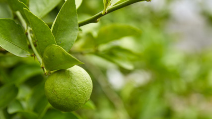 Limes on tree, close-up