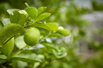 Limes on tree, close-up