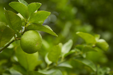 Limes on tree, close-up