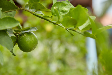 Limes on tree, close-up