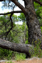 Garrigue et falaises du Minervois