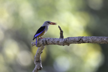 Grey-headed Kingfisher eating - Grijskopijsvogel