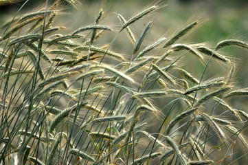 Green rye ears