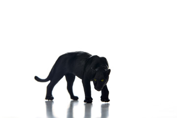 Black panther portrait  white background