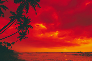 Tropical sunset island beach palm tree silhouettes