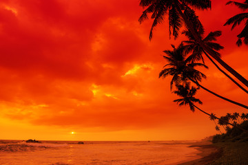 Tropical sunset beach palm tree hanging over the water palms silhouettes - obrazy, fototapety, plakaty