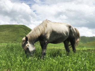 Obraz premium hourse eating green grass in the grassland on blue sky